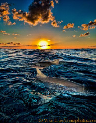 Lemon Sharks at Sunset on the Little Bahamas bank. by Mike Ellis 